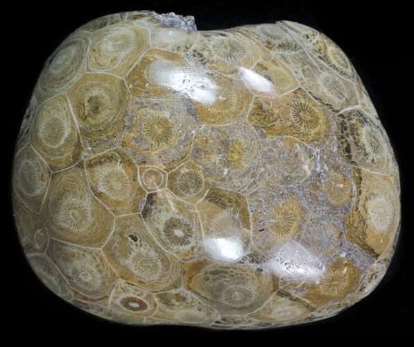 Polished Fossil Coral (Actinocyathus) Head - Morocco #58235